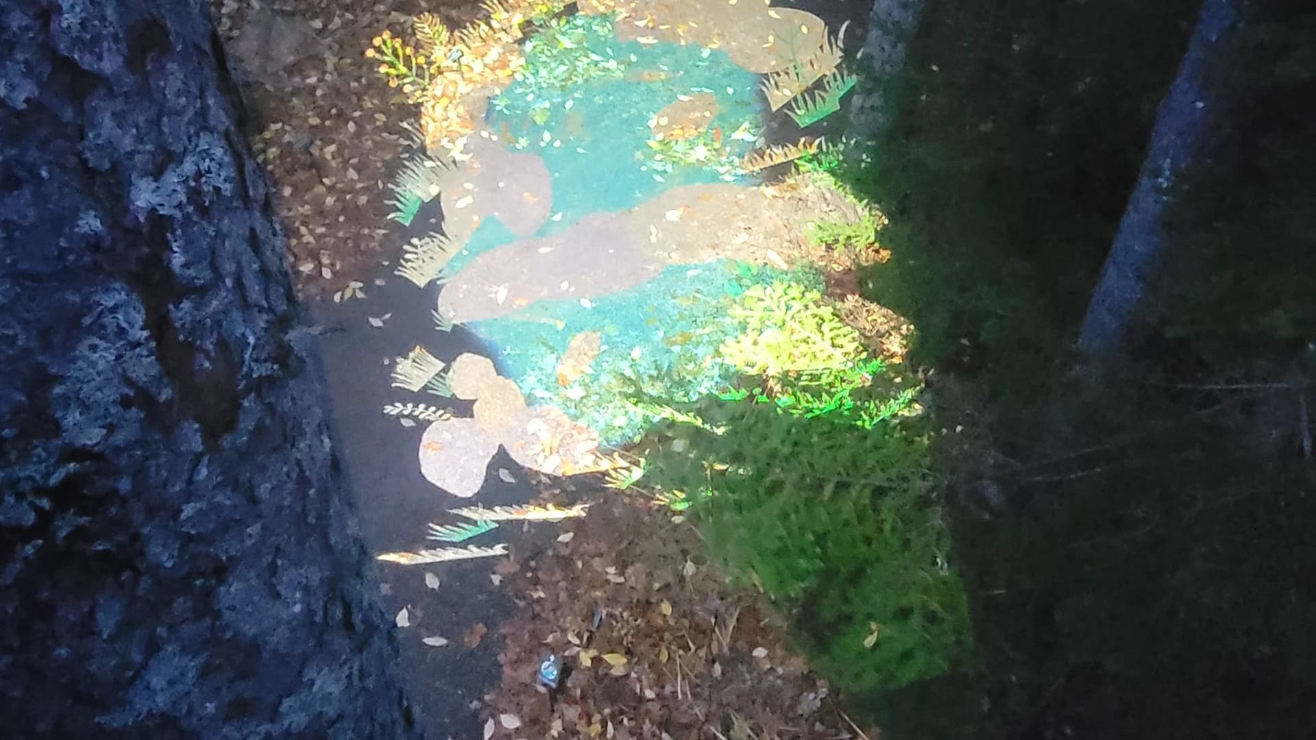 High canopy perspective looking down from 30 feet in a tree showing the 8,000-lumen projector illuminating the vernal-pool graphic on the pathway below.